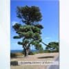 Personalised Dunmore East memorial card featuring tree overlooking the sea