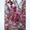 Memorial card featuring beautiful pink blossom flowers on a soft pastel background