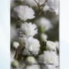 Personalised white flowers memorial card with elegant floral cover design